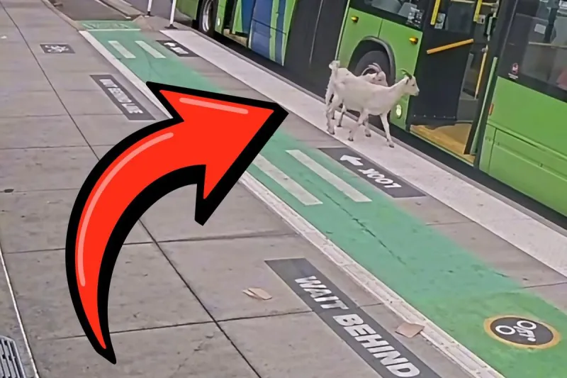 No Fare, No Problem? Two Goats Take a Ride on a Portland Bus
