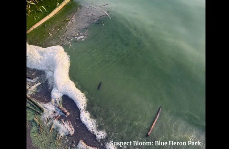 Toxic Algae Bloom Warnings Issued for Large Middle Area of Moses Lake