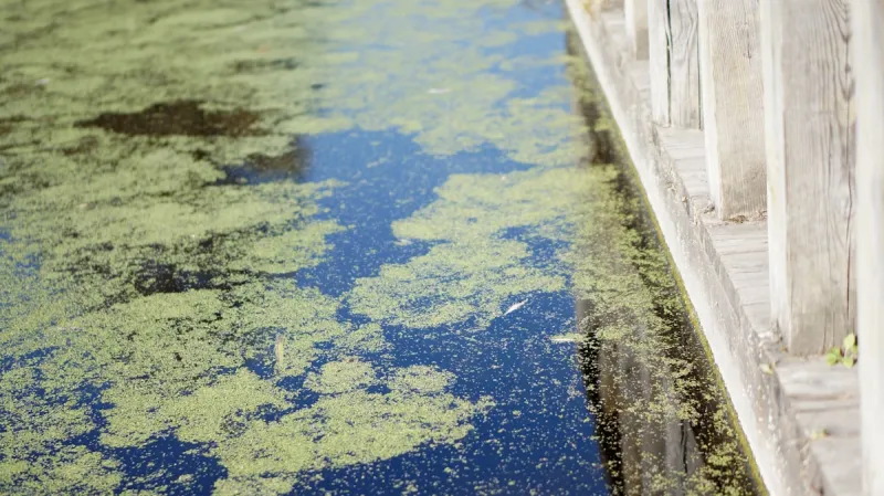 Toxic Algae Detected in Columbia River at Howard Amon Park
