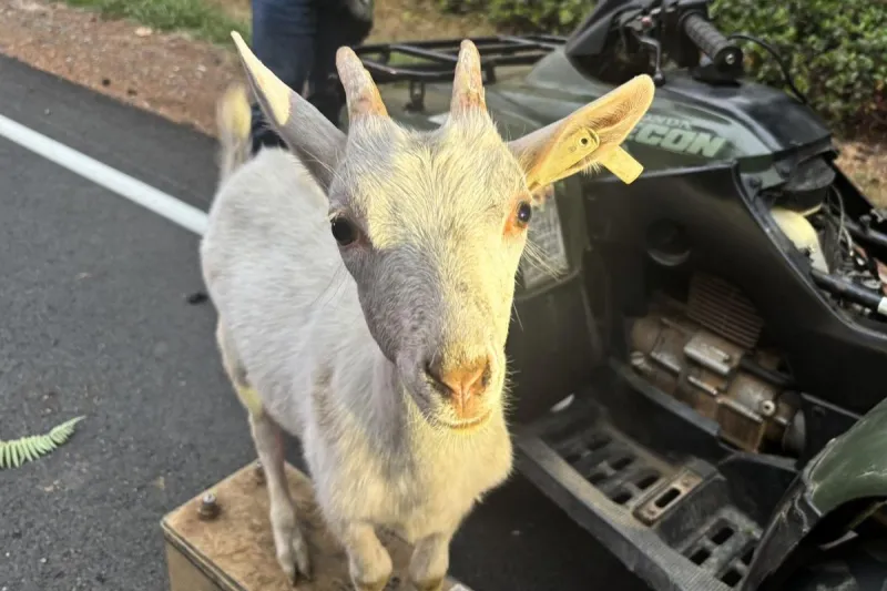 Wrong-Way ATV Flees Washington State Patrol, Then a Goat Joins In