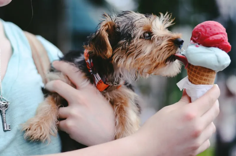 Yelp's Top Picks for Ice Cream in the Yakima Valley