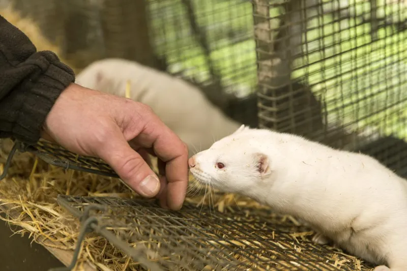 Crews Investigating A Break-In At An Oregon Mink Farm