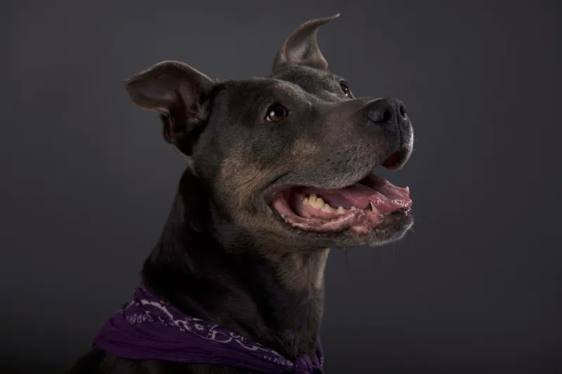 Your dog might know you better than you realize