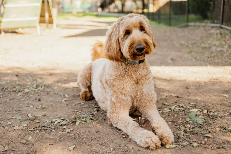WA Favorite Dog Breeds. What's #1?