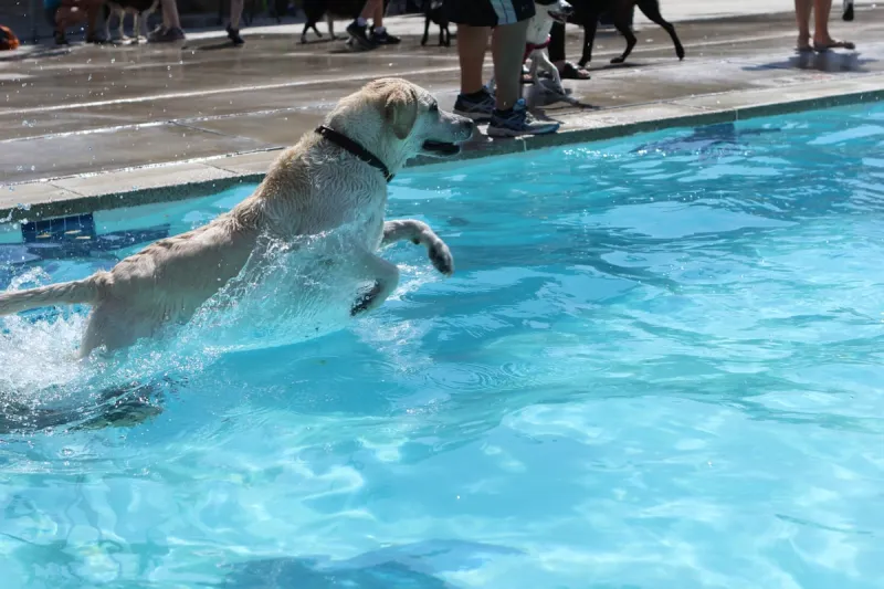 Franklin Pool Is Going to the Dogs This Sunday