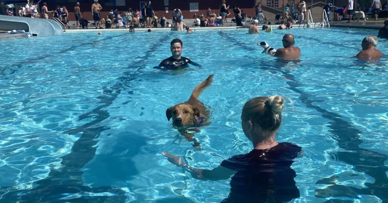 Annual Paws in the Pool event returns Sunday at Franklin Pool