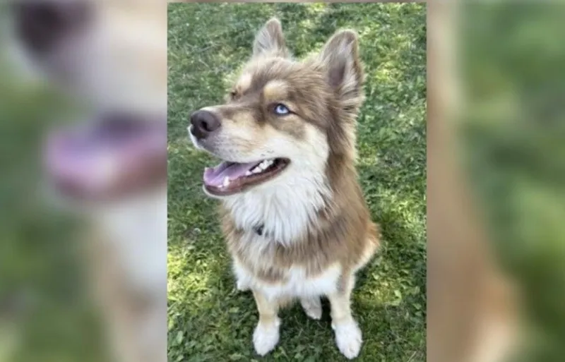 Meet Doug! A Playful Pasco Pup Looking for His Forever Family