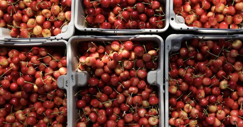 Northwest cherry harvest - particularly Rainiers - lower than predicted
