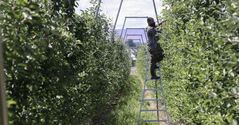 Study looks at impact of H-2A program on Washington farmworkers
