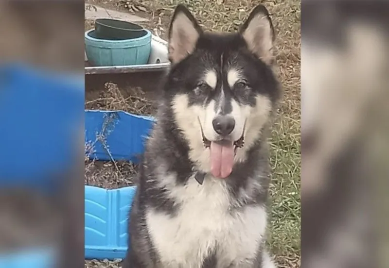Meet Kylo: 115 Pounds of Walks, Cuddles and Soup Bones