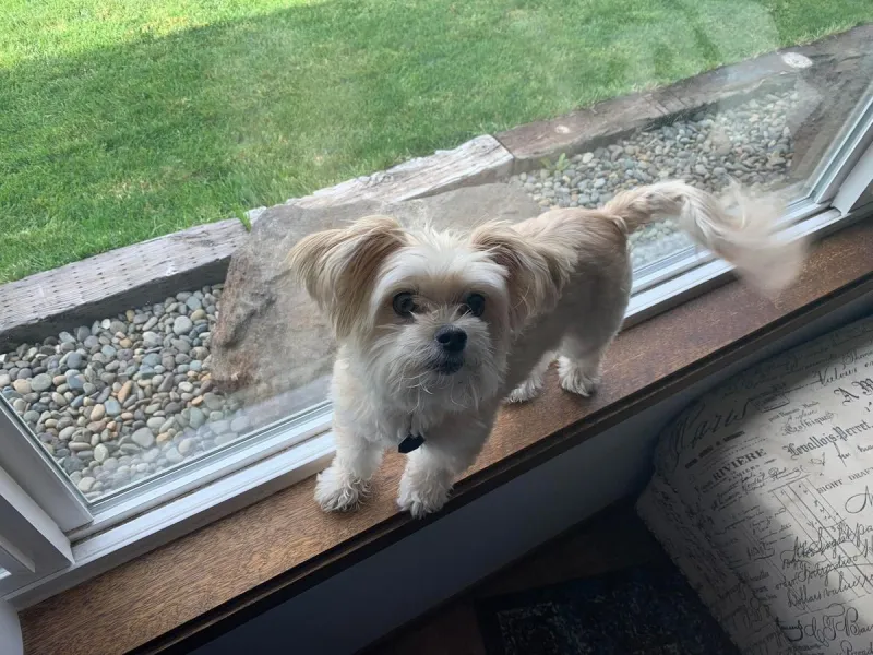 Enjoy Rusty's Tale for National Dog Day