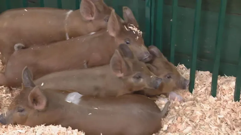 Evergreen State Fair returns with rides, vendors and 'Barn in the USA' theme