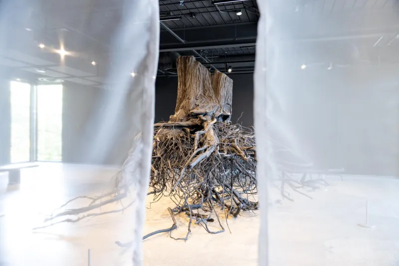 New Jordan Schnitzer Art Museum exhibits look to nature