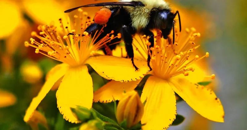 Saturday Soapbox: Losing nature's smallest beings leaves a gaping hole