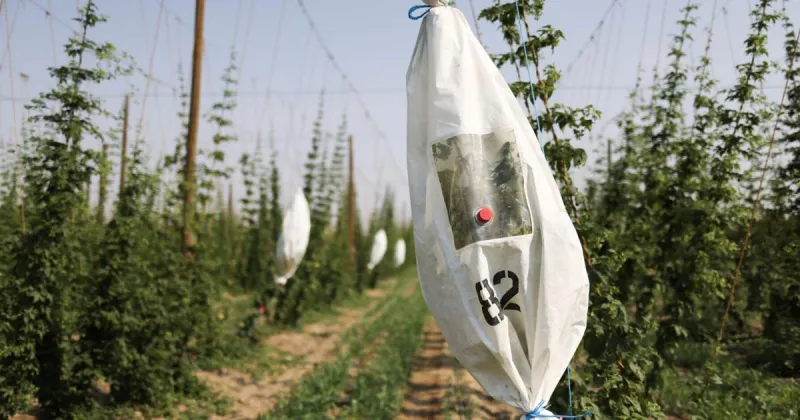 Innovation key as Yakima Valley hop companies navigate market challenges