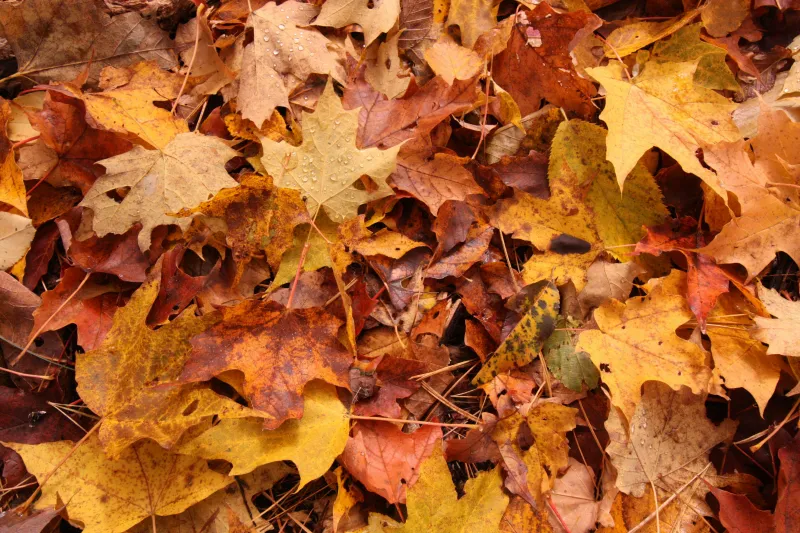 When Will Fall Foliage Peak In Yakima?