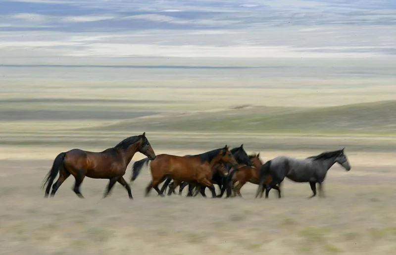 Feds Launch Big Drought Rescue Program for Eastern OR Wild Horses