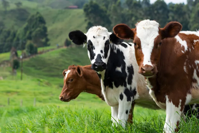 Cow Tipping Is a Myth, but Yakima Has Plenty of Stories