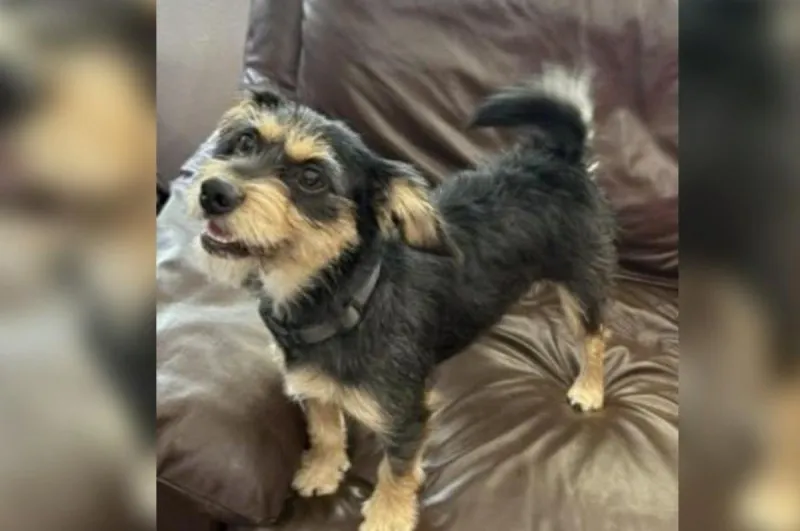 3...2...1... Meet Rocket! This Sweet Pup Is Ready for His Forever Home