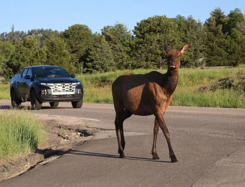 OWF Urges Caution During Fall Animal Migration Season