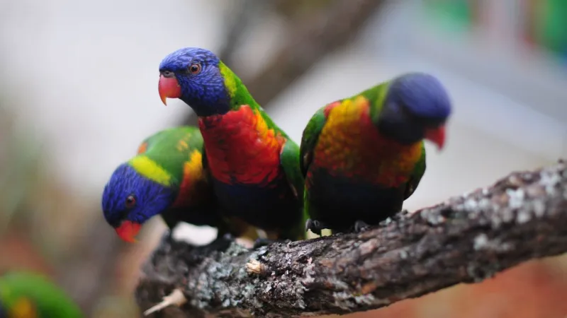 Woodland Park Zoo opens new up-close animal experience