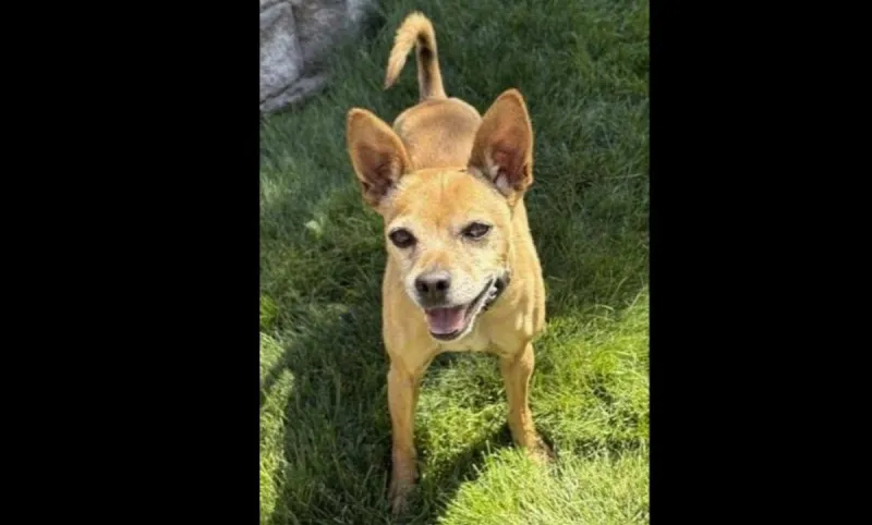 Scooby Lost His Human, But He Has Plenty of Love Left to Give