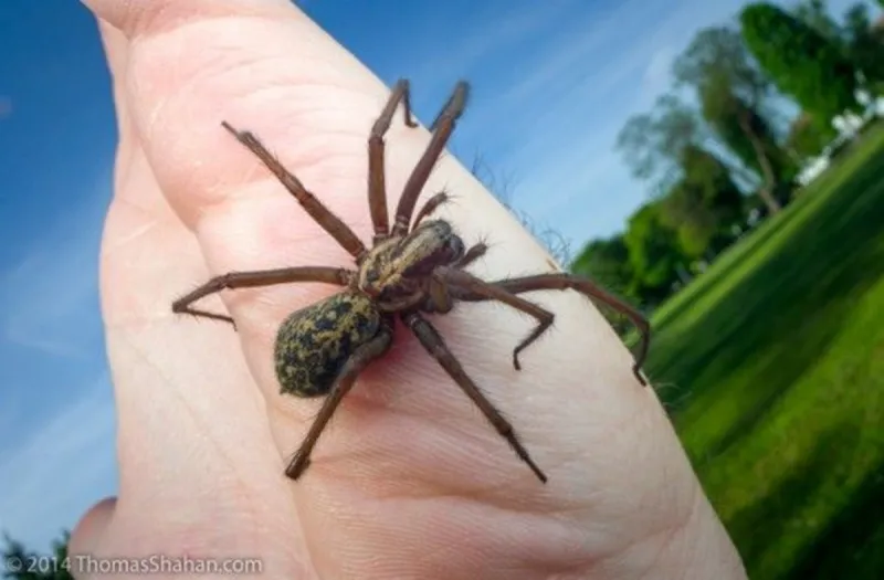 PNW spiders are looking for a love connection in your home