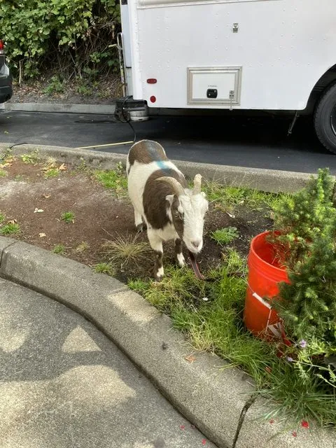 Why did the goat cross the road?