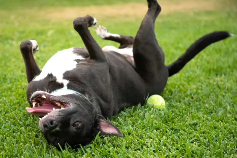 Yakima Humane Society Helps Fight Pet Overpopulation