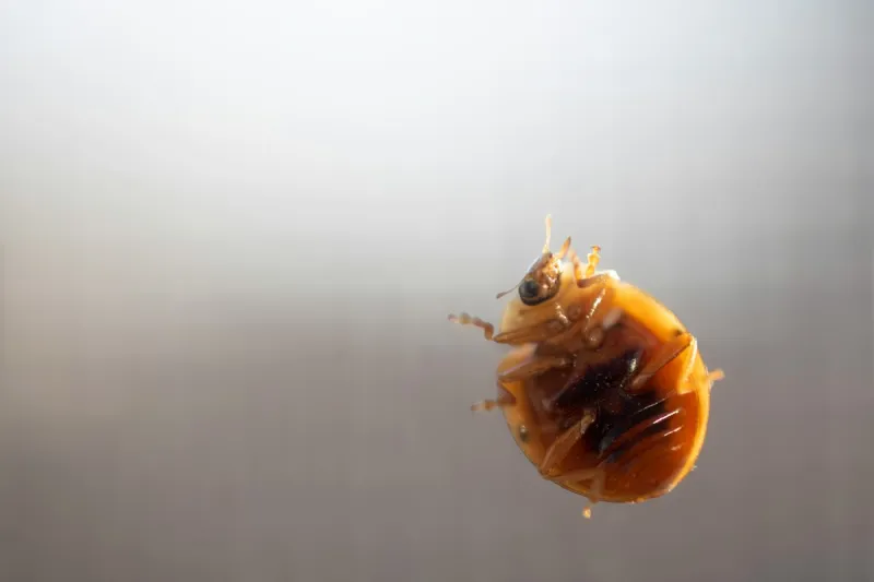 Think You Saw a Bed Bug?