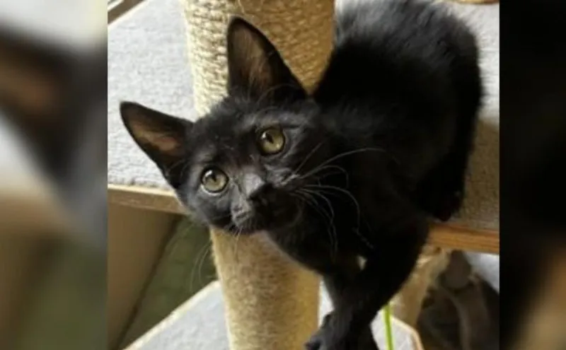 Tri-Cities, Meet Lottie: Your Next Furry Family Member