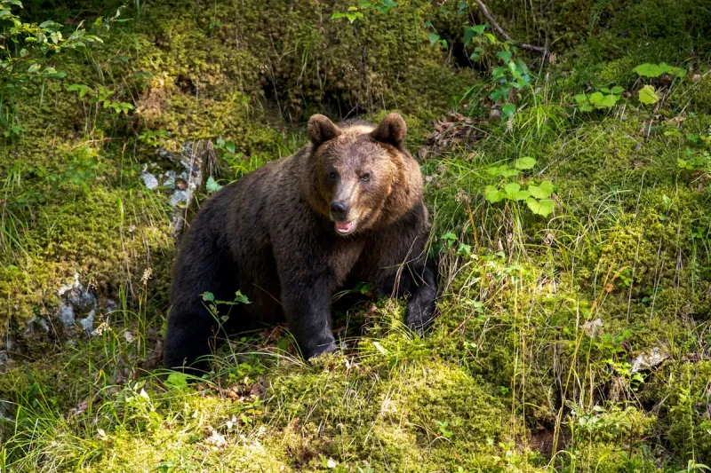 Bellingham Bear Attack Leaves Man and Child Hurt, Triggers Warnin