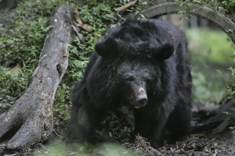 Two injured by black bear In Washington
