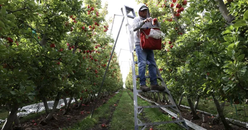 WA tree fruit association discontinues apple forecasts, but quality looks good so far