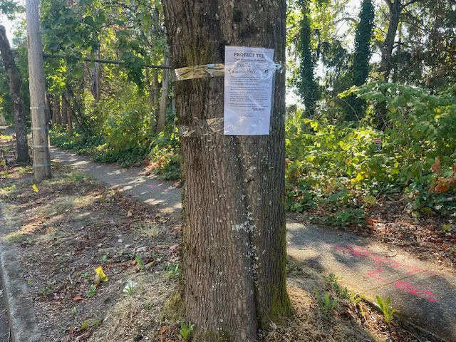 Here's why some trees along 16th SW by South Seattle College are marked with notices