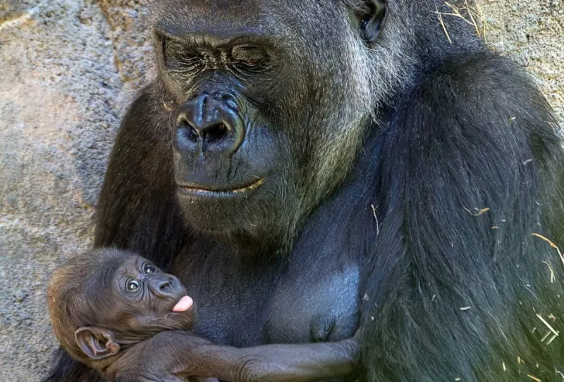 How to Save Big at Woodland Park Zoo on 'Kid at Heart' Days