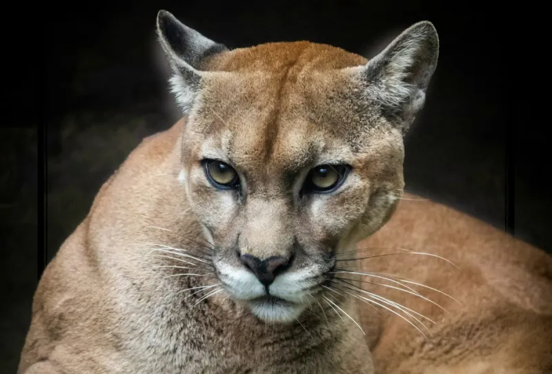 Cougar Sighting Prompts Yakima Police Alert and Drone Searches