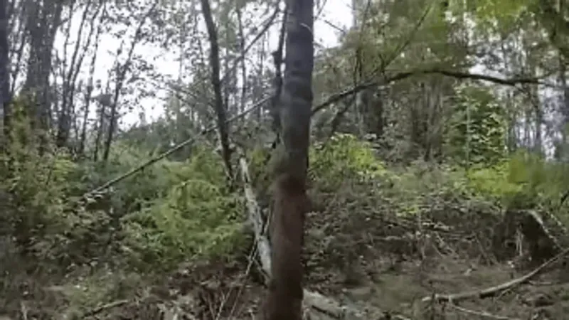 Pierce County Sheriff's detectives investigate human remains found near Frederickson woods