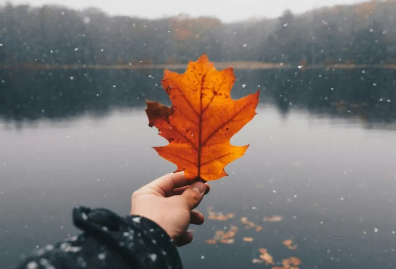The Super Easy Way You Can Identify the Trees Near You This Fall