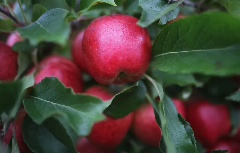 Washington State Apple Crop Predictions, Good News, Mostly