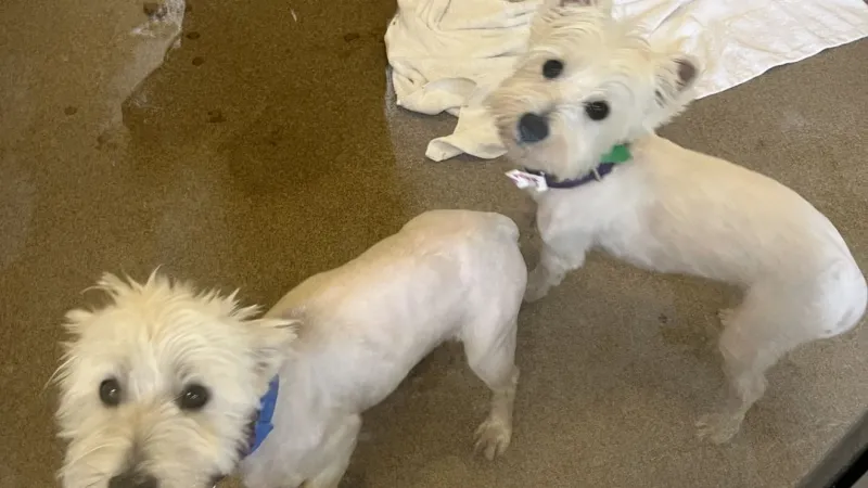 Everett Animal Shelter marks milestone in care for seized Westies