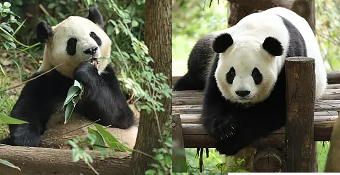 2 giant pandas arrive in Atlanta under a US-China government agreement