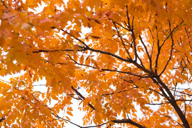 7 Best Places to See Fall Leaves Around the Tri-Cities