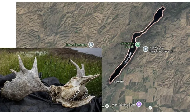 WDFW Offers Reward For Leads in Illegal Moose Killing Near Sprague, WA