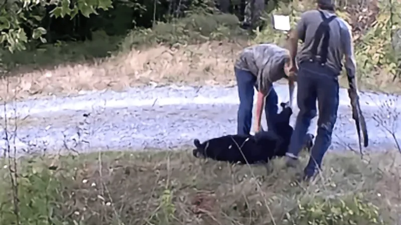 WDFW seeks public's help identifying men accused of trespassing, hunting bear near Oso