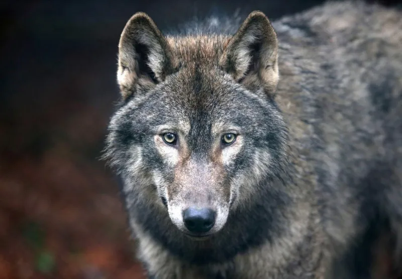 WDFW Director Approves Lethal Removal of Couse Pack Wolves