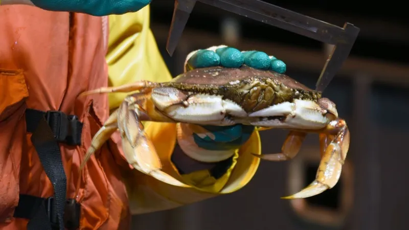 Winter crabbing season opens in several Puget Sound marine areas