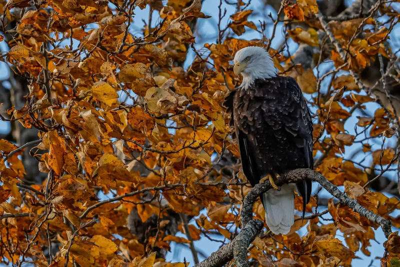 The Eagle October 1, 2026