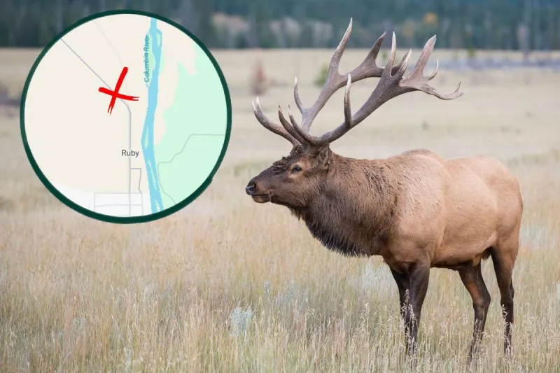 Elk Hit by SUV Caused a 100-Car Backup Near Hanford This Morning