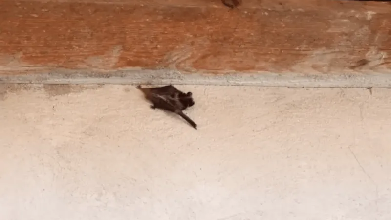 Bats found inside Puyallup elementary school; health officials recommend treatment